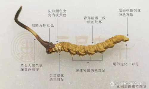 南京小学教师-修正 清热颗粒价格网 - 网站提供修正感冒清热颗粒多少钱一盒小常识、南京小学教师